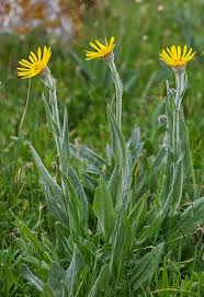 Alpine ragwort (Senecio scopolii) - Stock Image - C030/2453 ...