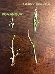 There are other weeds controlled or suppressed but the primary targets are the two mentioned here. How To Get Rid Of Poa Annua Control Annual Bluegrass Lawn Phix