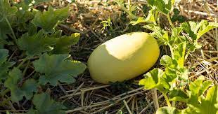 How To Plant And Grow Spaghetti Squash