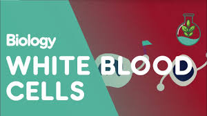 what are white blood cells health
