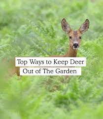 Keep Deer Out Of Garden Naturally