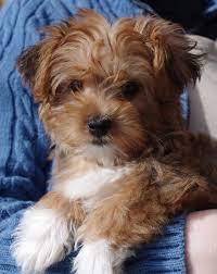 It has affection for the owner and his. Silky Poo Dog Comparison Dogs Maltipoo