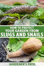 garden from slugs and snails
