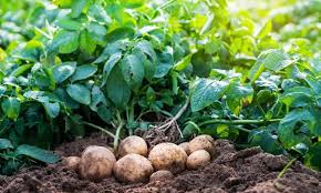 When To Plant Potatoes In Zone 7 For