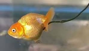 goldfish care growing feeding
