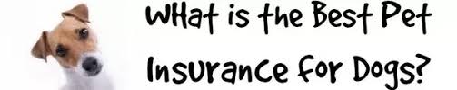 It is one of the best the most affordable program offers standard coverage for illnesses, accidents, and alternative care. What Is The Most Affordable Pet Insurance Quora
