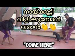 Speak malayalam language with confidence. Dog Training Come Here Malayalam Kerala à´µ à´³ à´š à´š à´² à´µà´° à´¨ à´Žà´¨ à´¤ à´š à´¯ à´¯à´£ Youtube