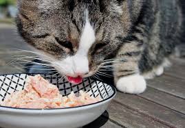 On december 30, 2020, midwestern pet foods, inc. Best Cat Food Brands With No Recalls Of 2021 We Re All About Cats