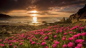 beautiful scenery flowers sunset