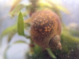 do pond snails eat algae its crucial