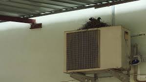 bird nest in air conditioner how birds