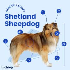 shetland sheepdog breed
