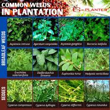 Learn to identify common weeds and determine if they are truly problematic. Weeds Are Plants Which G Planter Your Perfect Partner Facebook