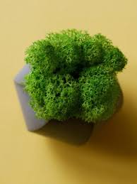 How To Grow Moss Indoors Tips For