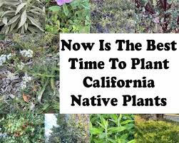Plant California Native Plants