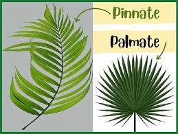 Diffe Types Of Palm Plants You