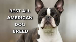 boston terrier is the best dog breed