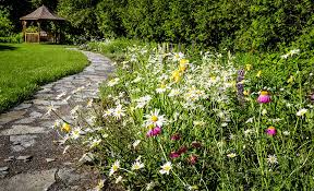 plant a wildflower garden with seeds