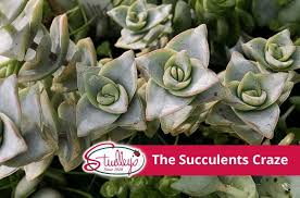 The Succulents Craze Studley S Flower