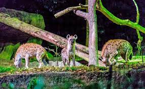 For other places, see night safari. Singapore Night Safari Tickets Book 1720 Save 30