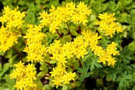 what is sedum acre learn how to grow
