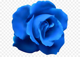 blue rose png 6000 5741