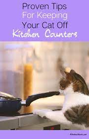 Find a climbing and perching solution for your kitchen that is easy for your cat to use and higher than the kitchen counter, giving them a great view of the room. Pin On Do S And Don Ts For Luna