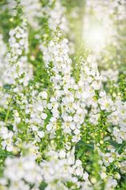 | spring perennial flowers & plants. 15 Best White Flowers For Your Garden White Flowering Shrubs