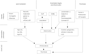 biological pathways implicated in cad