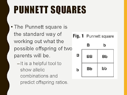 A punnett square is a special tool derived from the laws of probability. Genetics Using Punnett Squares Early Genetics The Study