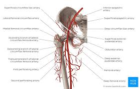 Lower Extremities Arteries And Nerves Anatomy Branches