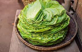 amazing benefits of betel leaves ody