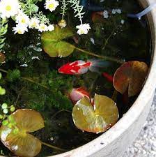 fish for container water gardens