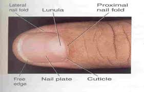 General Survey Hair Skin And Nails