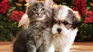 Cats And Dog Wallpapers Hd Wallpapers ...