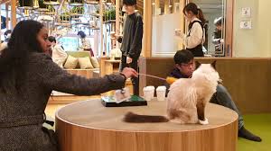 Things to do near akihabara. Cat Cafe Mocha Akihabara Chiyoda 2021 All You Need To Know Before You Go With Photos Tripadvisor