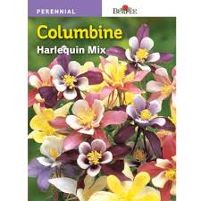Shop plants & garden flowers and more at the home depot. Burpee Harlequin Mix Columbine Seed 38258 The Home Depot