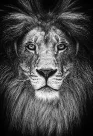black and white lion images browse 91