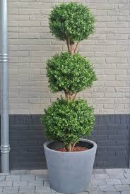 Artificial Buxus With 3 Bulbs