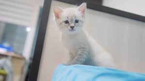See more ideas about cute cats, cute animals, funny animals. Little Cute Cute White Kitten Stock Footage Video 100 Royalty Free 1019231167 Shutterstock