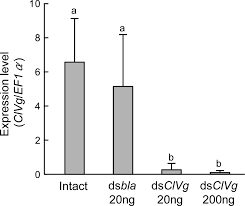Inhibition Of Clvg Gene Expression By Rnai In Adult Females