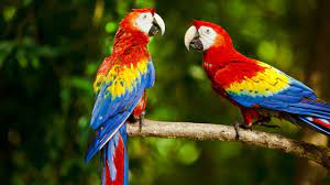 scarlet macaw in india health