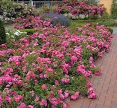 rose flower carpet pink