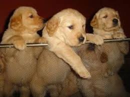 The parents have had their (prelim and/or final) tests done on heart, eyes, hips and elbows! Golden Retriever Puppies In Florida
