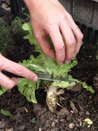 harvest lettuce from your vegetable