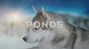 dog siberian hasky on winter background