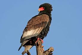 top 9 african eagles eagle species in