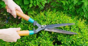 3 Uses For Hedge Shears In Your Garden