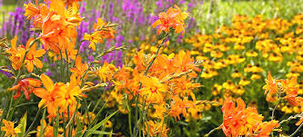 Zone 6 perennials for a stunning display. Gardening Tips For Zones 5 6 Breck S
