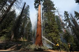 giant sequoias survived a california